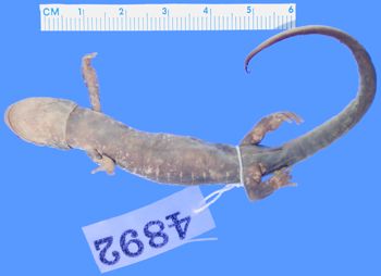 Media type: image; Herpetology A-4892